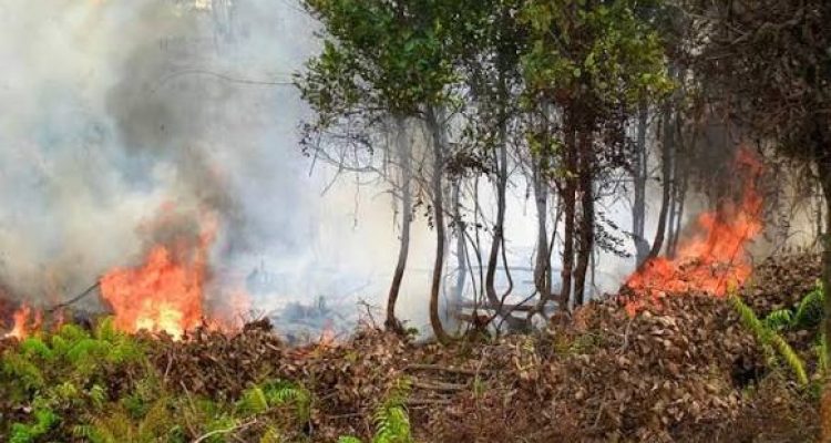 Kebakaran Hutan dan Lahan